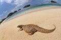 savannah monitor lizard roam at the tropical beach Royalty Free Stock Photo