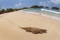 savannah monitor lizard roam at the tropical beach Royalty Free Stock Photo