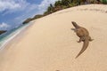 savannah monitor lizard roam at the tropical beach Royalty Free Stock Photo