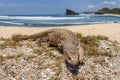 savannah monitor lizard roam at the tropical beach Royalty Free Stock Photo