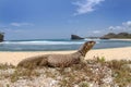 savannah monitor lizard roam at the tropical beach Royalty Free Stock Photo