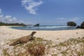 savannah monitor lizard roam at the tropical beach Royalty Free Stock Photo