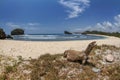 savannah monitor lizard roam at the tropical beach Royalty Free Stock Photo