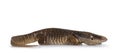 Savannah Monitor lizard on white background