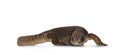 Savannah Monitor lizard on white background