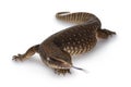 Savannah Monitor lizard on white background