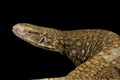 Savannah monitor Varanus exanthematicus