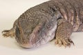 Savannah Monitor (Varanus exanthematicus) Royalty Free Stock Photo