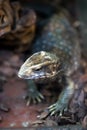 The Savannah Monitor