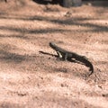 Savannah monitor