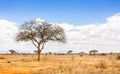 Savannah plains landscape in Kenya Royalty Free Stock Photo