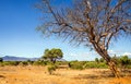 Savannah plains landscape in Kenya Royalty Free Stock Photo