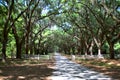 Savannah`s Wormsloe Historic site surrounded by mossy oaks Royalty Free Stock Photo