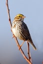 Savannah Sparrow