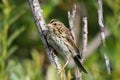 Savannah Sparrow