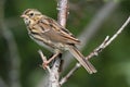 Savannah Sparrow