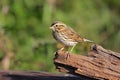 Savannah Sparrow