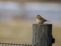 Savannah Sparrow bird on fence post at farm. Royalty Free Stock Photo