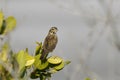 Savannah sparrow, passerculus sandwichensis Royalty Free Stock Photo