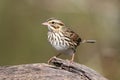 Savannah Sparrow (Passerculus sandwichensis) Royalty Free Stock Photo