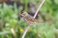 Savannah Sparrow (Passerculus sandwichensis) Royalty Free Stock Photo