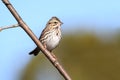 Savannah Sparrow (Passerculus sandwichensis) Royalty Free Stock Photo