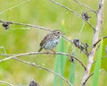 Savannah sparrow - Passerculus sandwichensis - perched on dead tree branch with spider webs Royalty Free Stock Photo