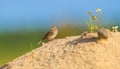 Savannah sparrow Passerculus sandwichensis on a sand dune Royalty Free Stock Photo