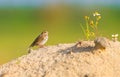 Savannah sparrow Passerculus sandwichensis on a sand dune Royalty Free Stock Photo