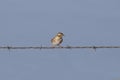 Savannah Sparrow passerculus sandwichensis Royalty Free Stock Photo