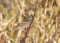 Savannah Sparrow passerculus sandwichensis Royalty Free Stock Photo