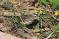 Savannah Sparrow passerculus sandwichensis Royalty Free Stock Photo