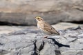 A Savannah sparrow Passerculus sandwichensis sits on rocks at Barnegat Lighthouse State Park, New Jersey, USA Royalty Free Stock Photo