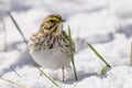 Savannah Sparrow (Passerculus sandwichensis) Royalty Free Stock Photo