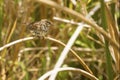 Savannah sparrow perched in cattails at Orlando Wetlands Park Royalty Free Stock Photo