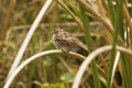 Savannah sparrow perched in cattails at Orlando Wetlands Park Royalty Free Stock Photo