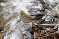 Savannah sparrow singing Royalty Free Stock Photo