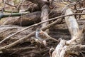 Savannah sparrow sitting on wood pile Royalty Free Stock Photo