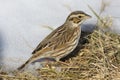 Savannah Sparrow in the snow Royalty Free Stock Photo