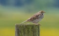 Savannah Sparrow