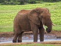 Savannah water drinking elephant wildlife Royalty Free Stock Photo