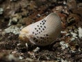 Savannah White Moth, Cerrado, Brazil.