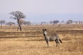 Savannah Zebra Royalty Free Stock Photo