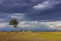 A lonely tree in the Okavango delta. Royalty Free Stock Photo