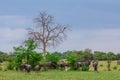 A wildebeest herd in the African bush. Royalty Free Stock Photo