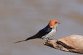 Savanne-zwaluw, Lesser Striped Swallow, Hirundo abyssinica Royalty Free Stock Photo