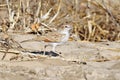 Savanneleeuwerik, Fawn-coloured Lark, Mirafra africanoides