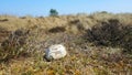 Save bee,s stone, Winterton-Horsey Dunes is a 427-hectare  biological and geological Site of Special Scientific Great yarmouth .uk Royalty Free Stock Photo