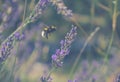 Save the bees Royalty Free Stock Photo