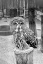 Save a bird, save yourself. Cute owl bird with large eyes and hawk beak. Owl bird perched in zoo cage. Prey bird of